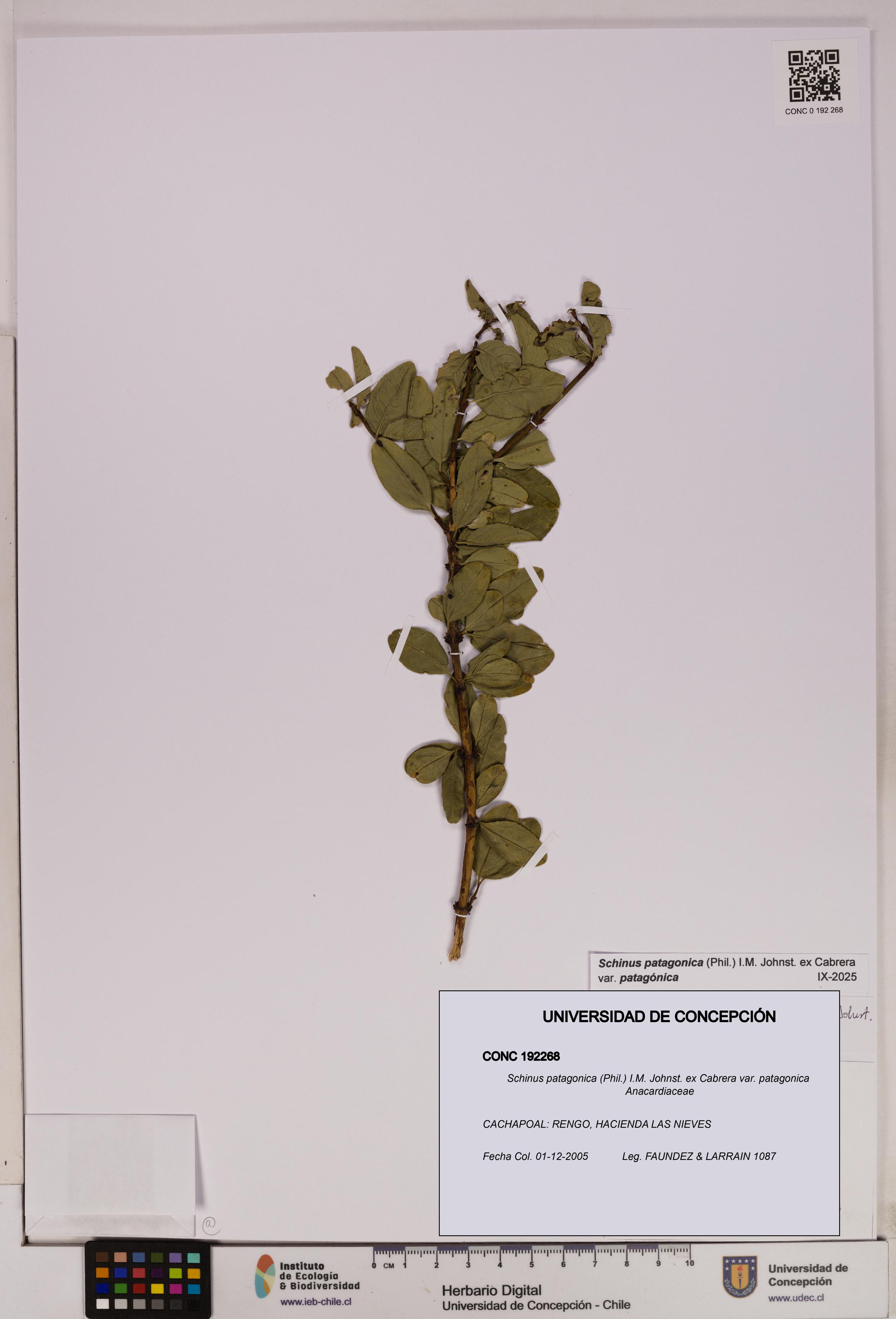 Schinus patagonica [Espécimen: UDEC:CONC:0192268]