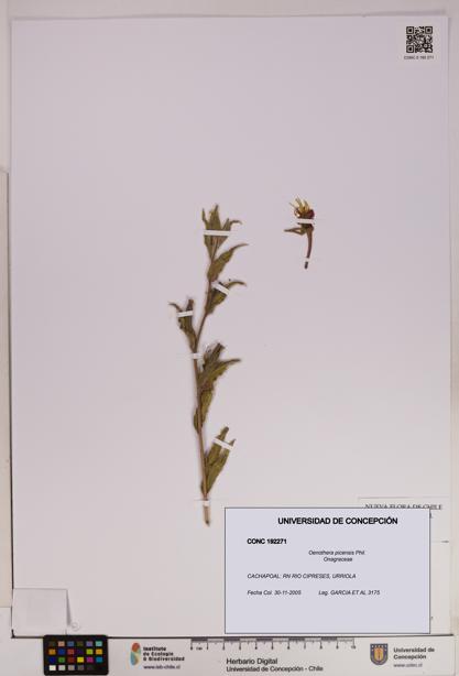 Oenothera picensis [Espécimen: UDEC:CONC:0192271]