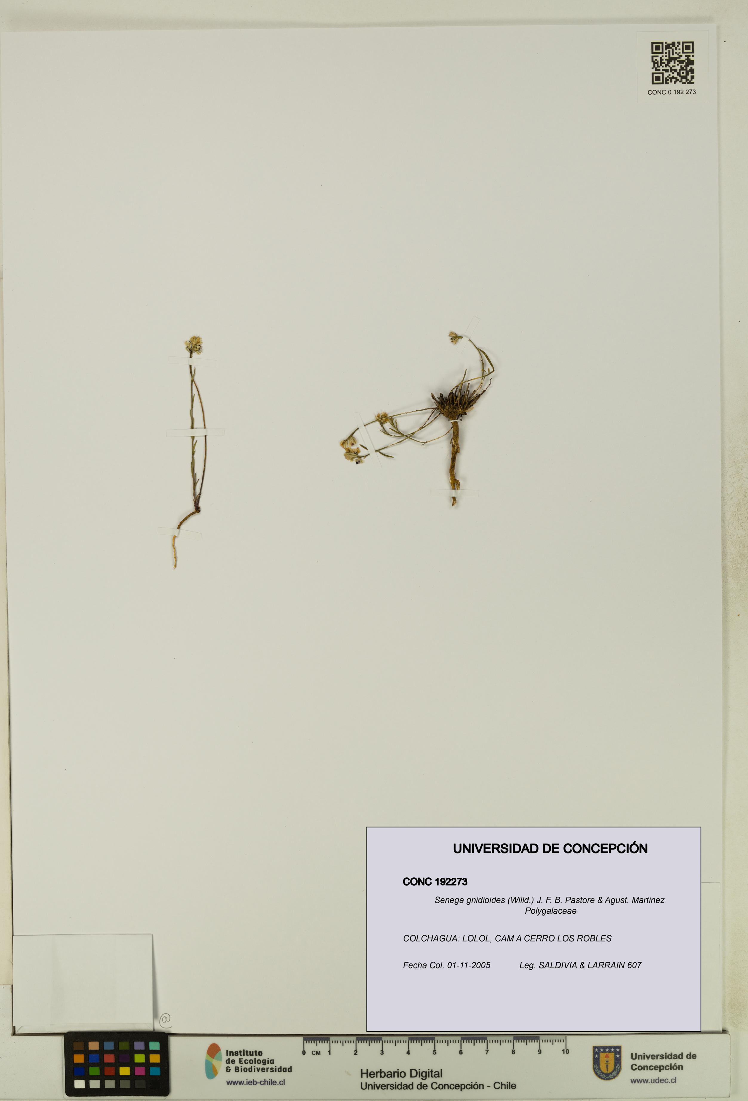 Senega gnidioides [Espécimen: UDEC:CONC:0192273]