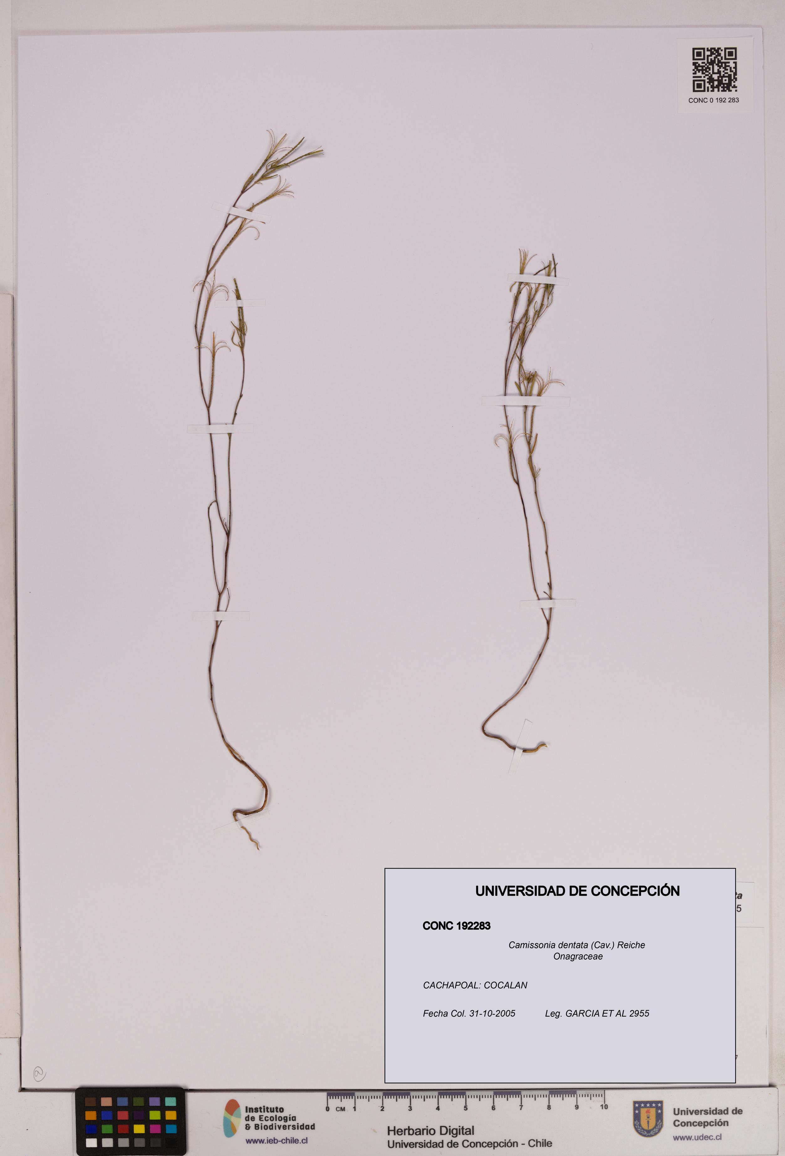 Camissonia dentata [Espécimen: UDEC:CONC:0192283]
