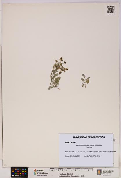 Adesmia corymbosa var. corymbosa [Espécimen: UDEC:CONC:0192286]