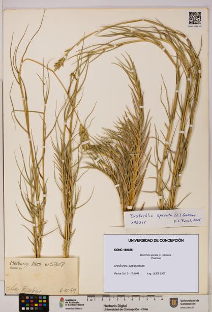 Distichlis spicata [Espécimen: UDEC:CONC:0192325]