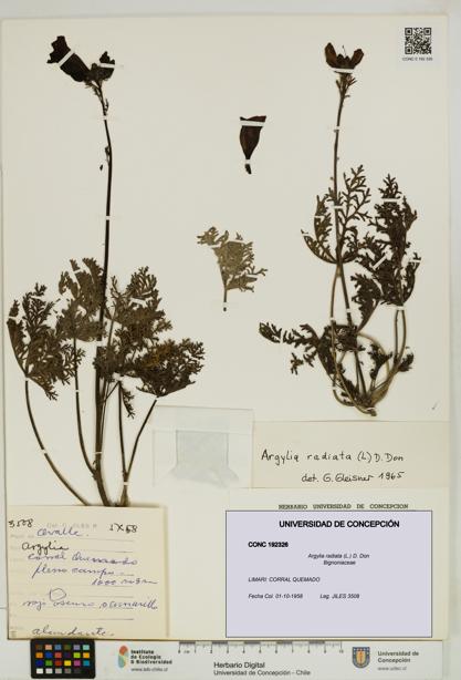 Argylia radiata [Espécimen: UDEC:CONC:0192326]