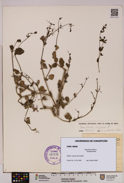 Boerhavia diffusa [Espécimen: UDEC:CONC:0192330]