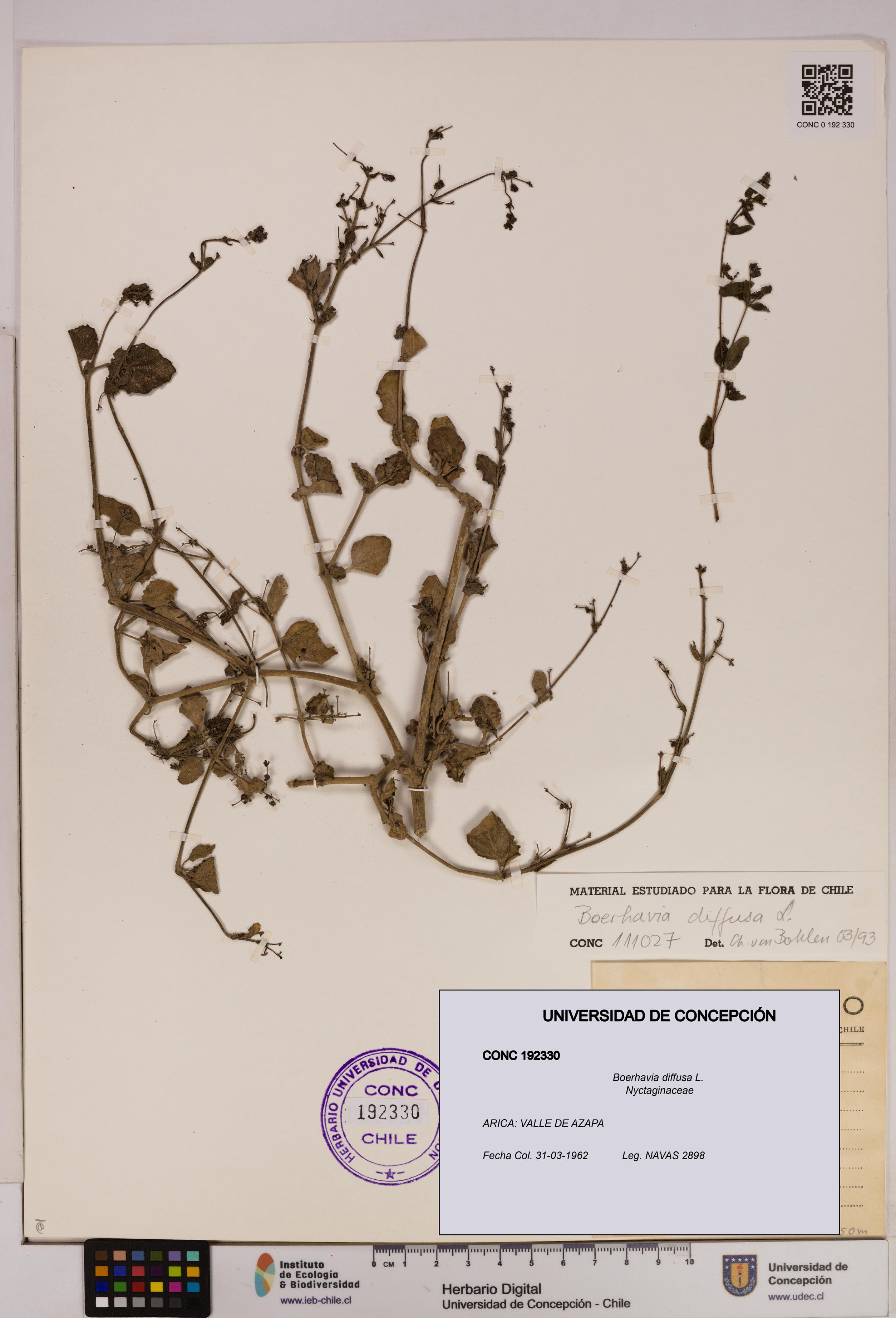 Boerhavia diffusa [Espécimen: UDEC:CONC:0192330]