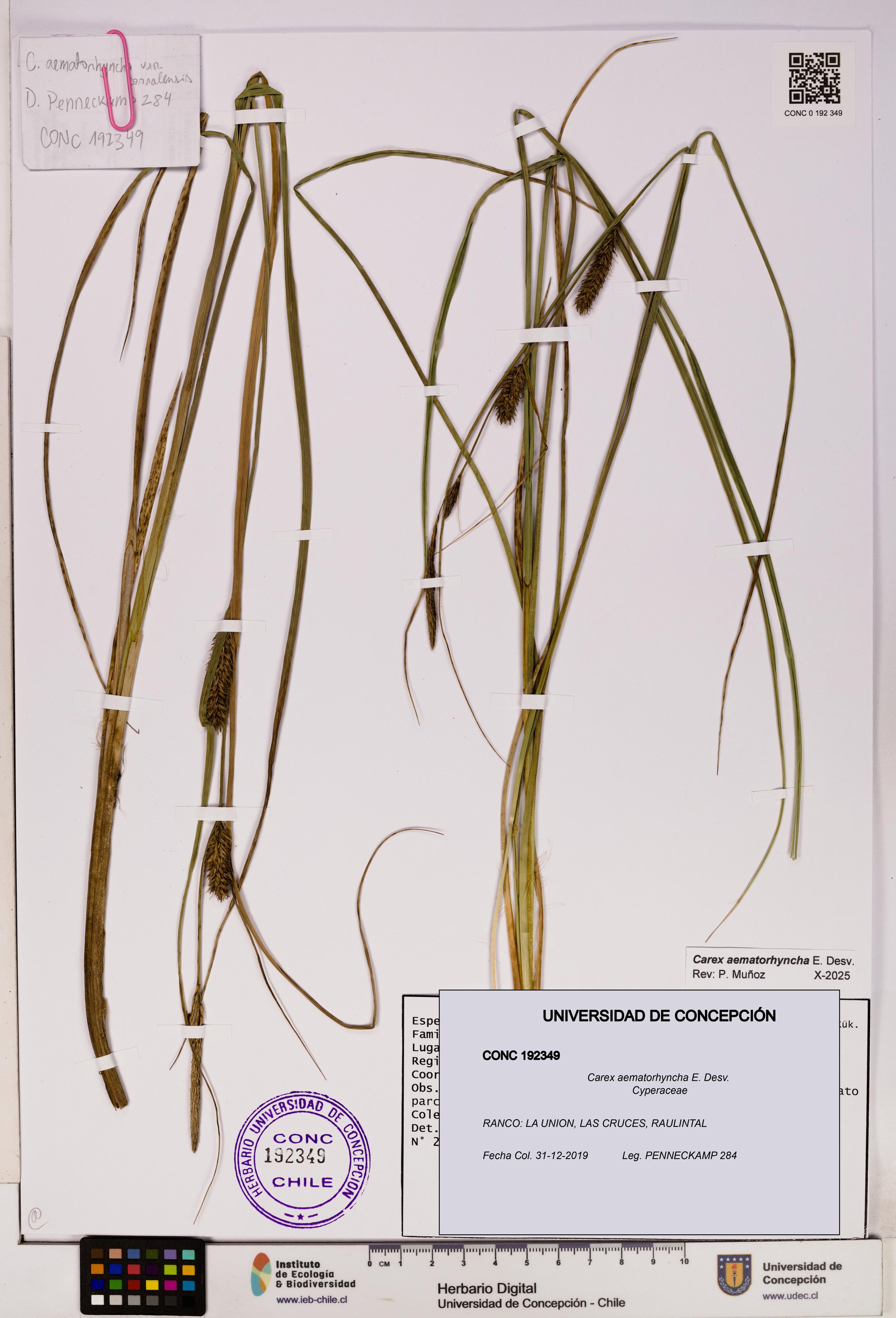 Carex aematorhyncha [Espécimen: UDEC:CONC:0192349]