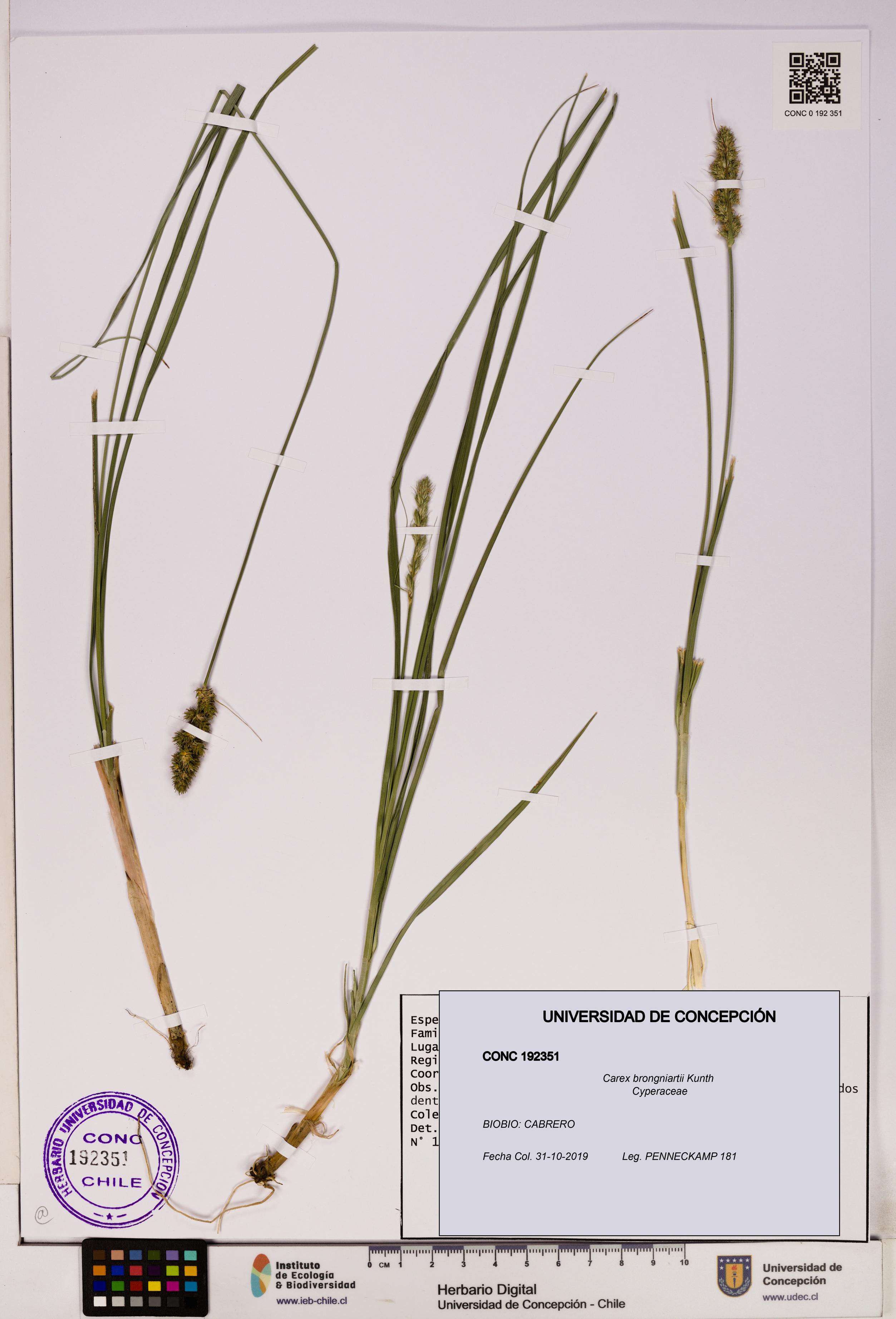 Carex brongniartii [Espécimen: UDEC:CONC:0192351]