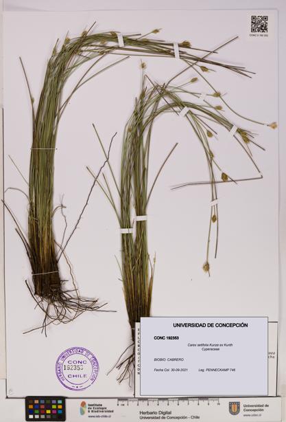 Carex setifolia [Espécimen: UDEC:CONC:0192353]