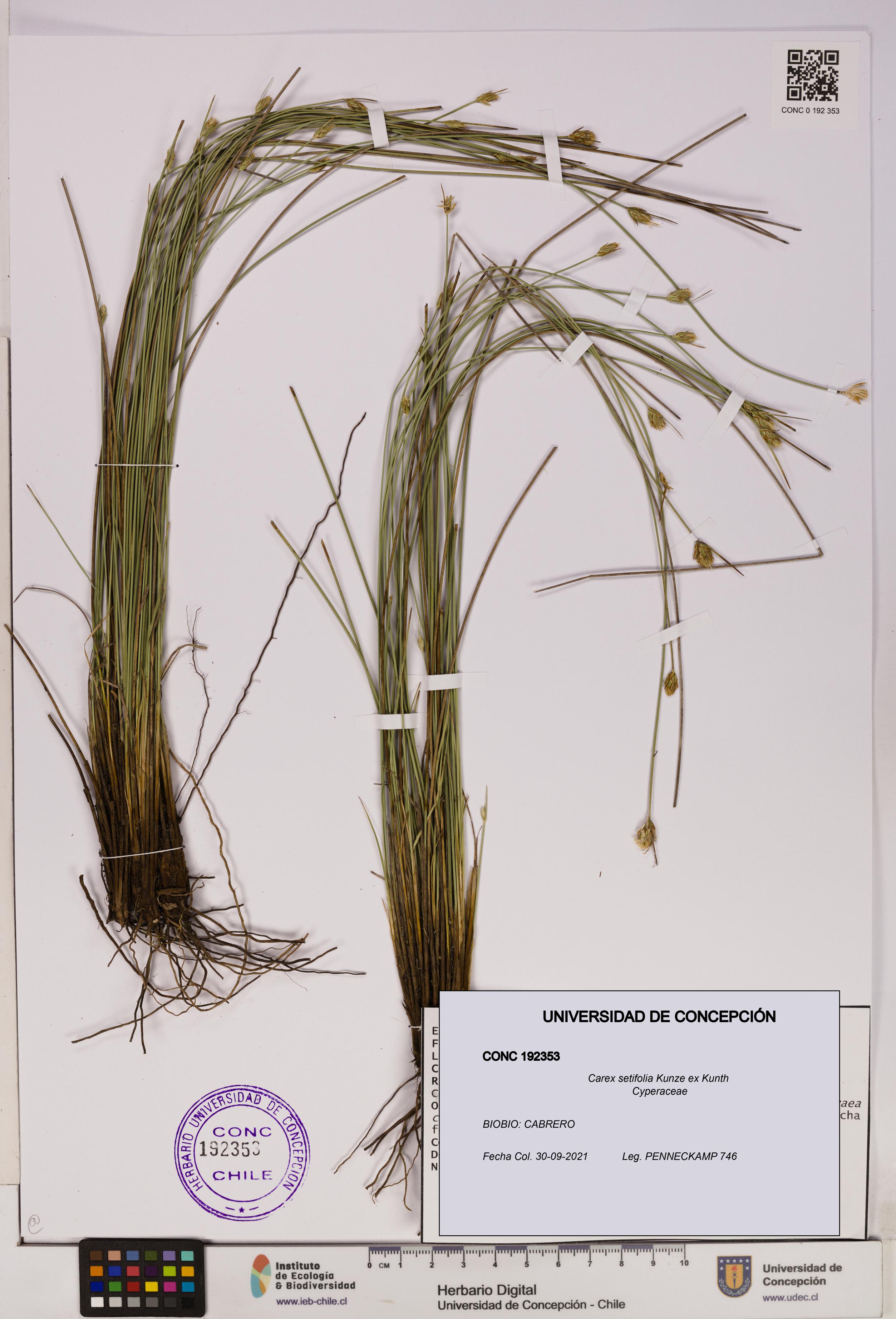 Carex setifolia [Espécimen: UDEC:CONC:0192353]