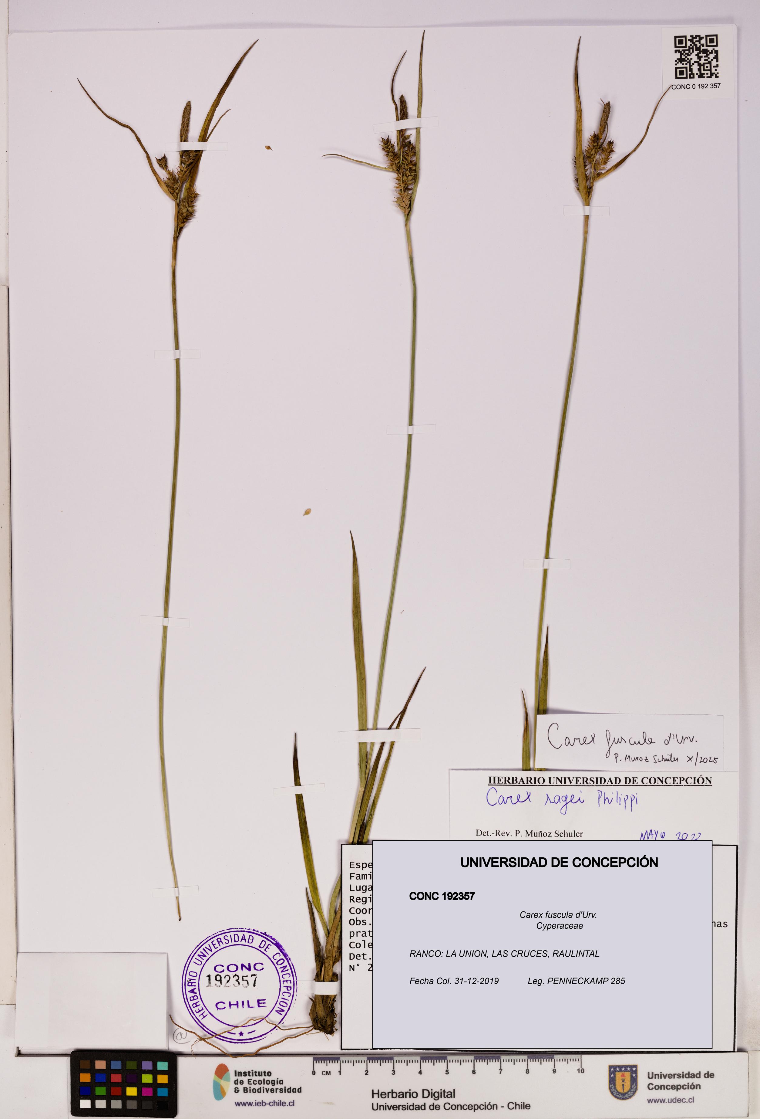 Carex fuscula [Espécimen: UDEC:CONC:0192357]