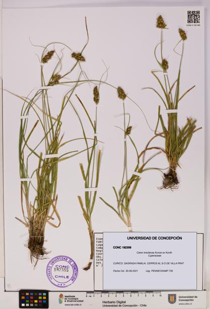 Carex bracteosa [Espécimen: UDEC:CONC:0192359]