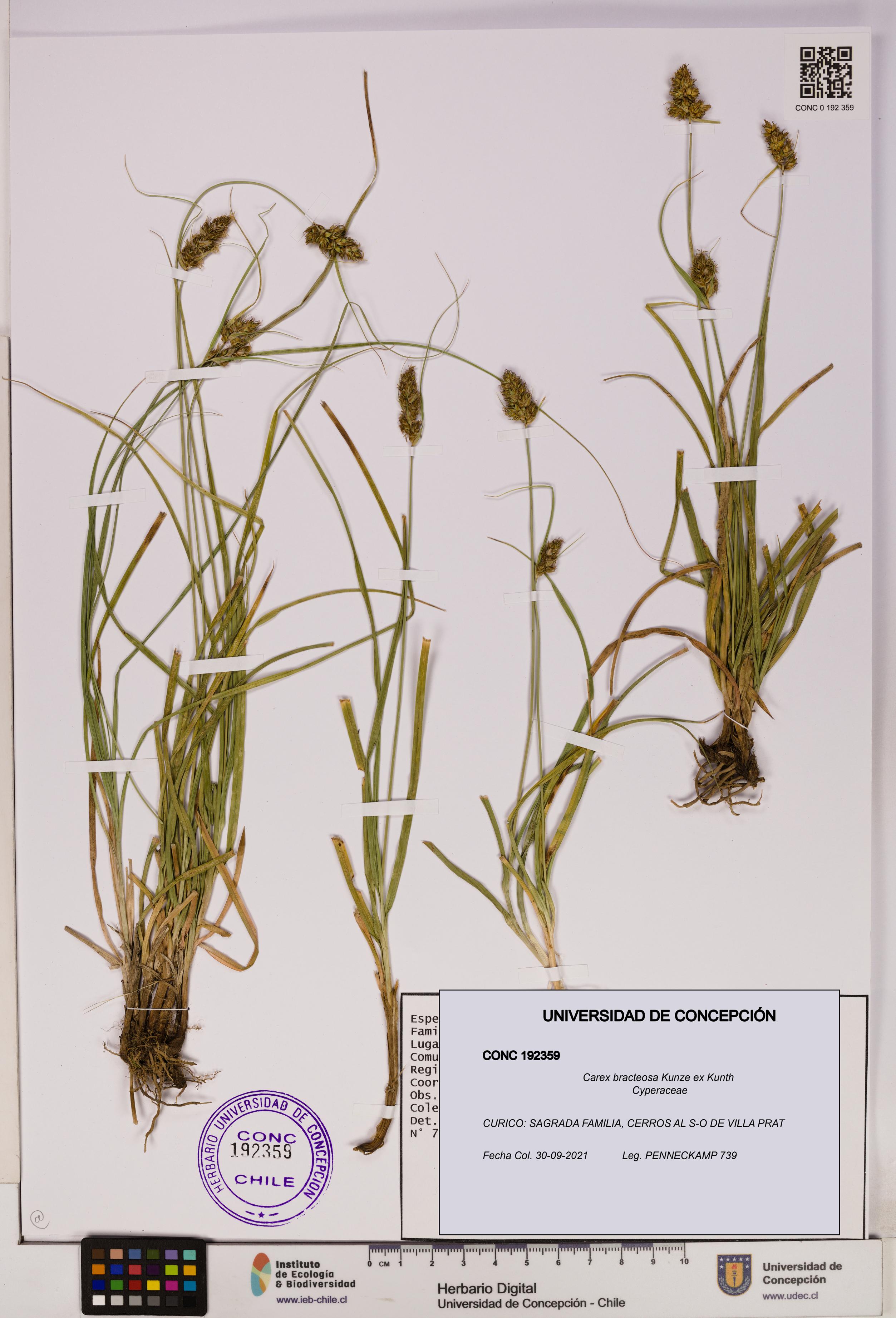 Carex bracteosa [Espécimen: UDEC:CONC:0192359]