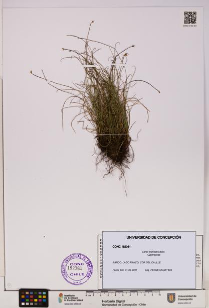 Carex trichodes [Espécimen: UDEC:CONC:0192361]