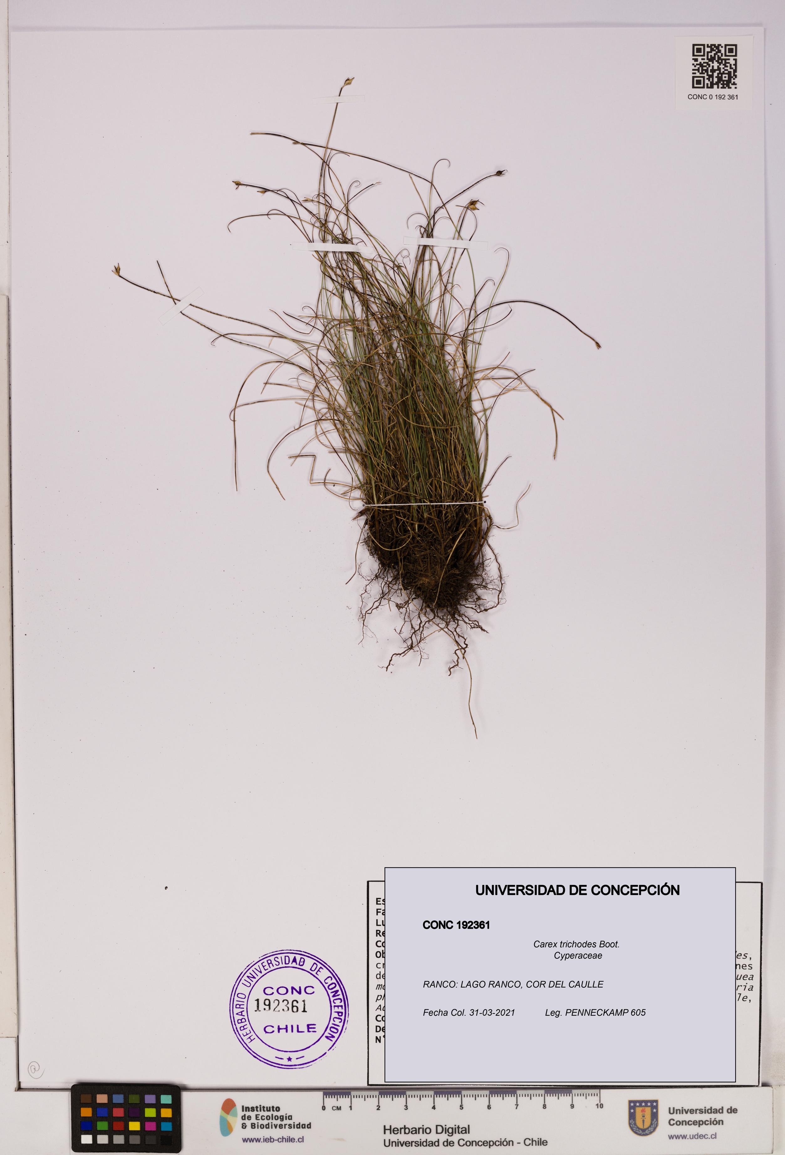 Carex trichodes [Espécimen: UDEC:CONC:0192361]
