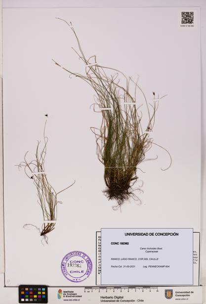 Carex trichodes [Espécimen: UDEC:CONC:0192362]