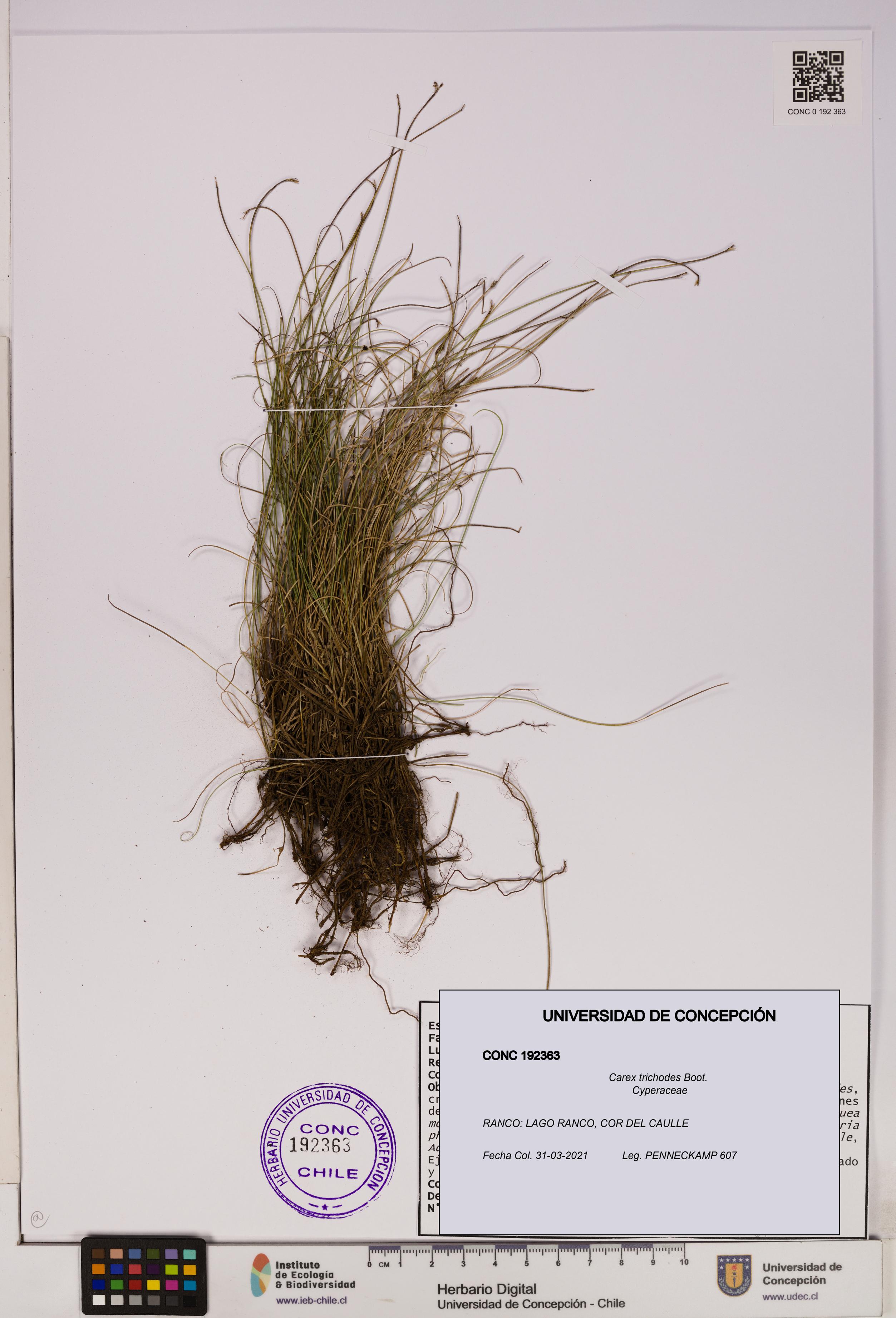Carex trichodes [Espécimen: UDEC:CONC:0192363]