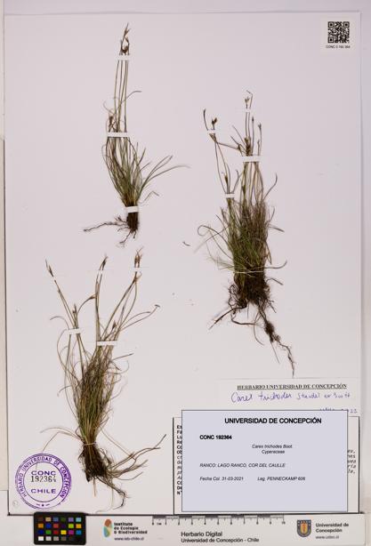 Carex trichodes [Espécimen: UDEC:CONC:0192364]