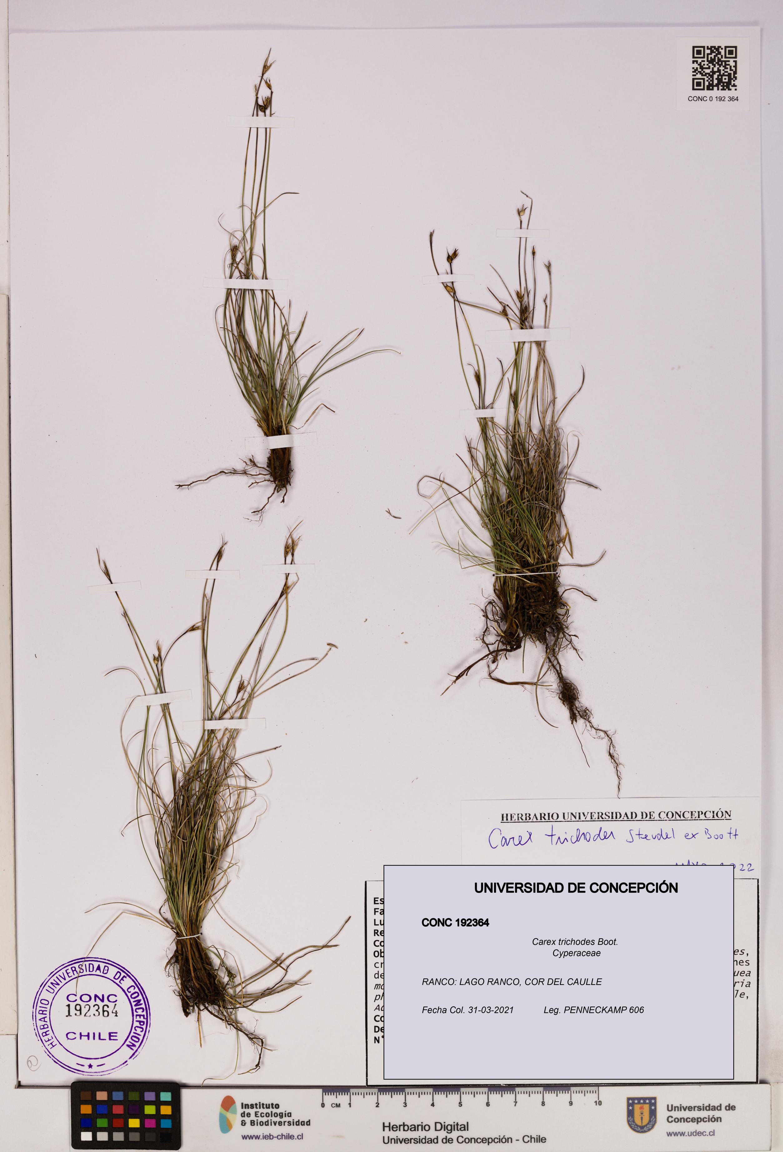Carex trichodes [Espécimen: UDEC:CONC:0192364]