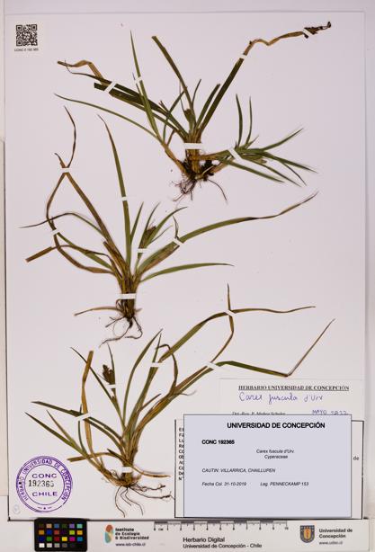 Carex fuscula [Espécimen: UDEC:CONC:0192365]