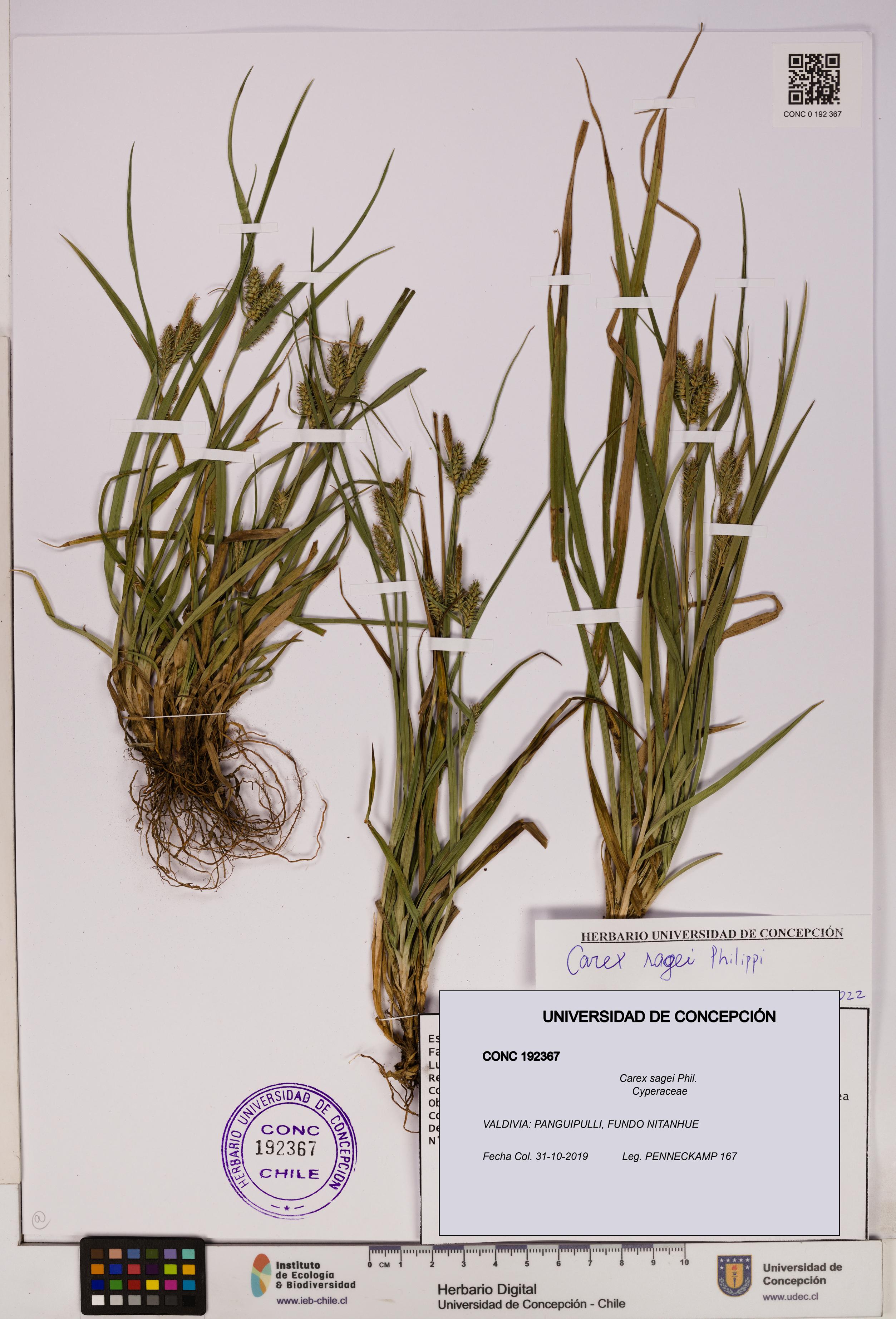 Carex sagei [Espécimen: UDEC:CONC:0192367]