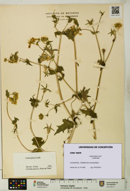Loasa placei [Espécimen: UDEC:CONC:0192376]