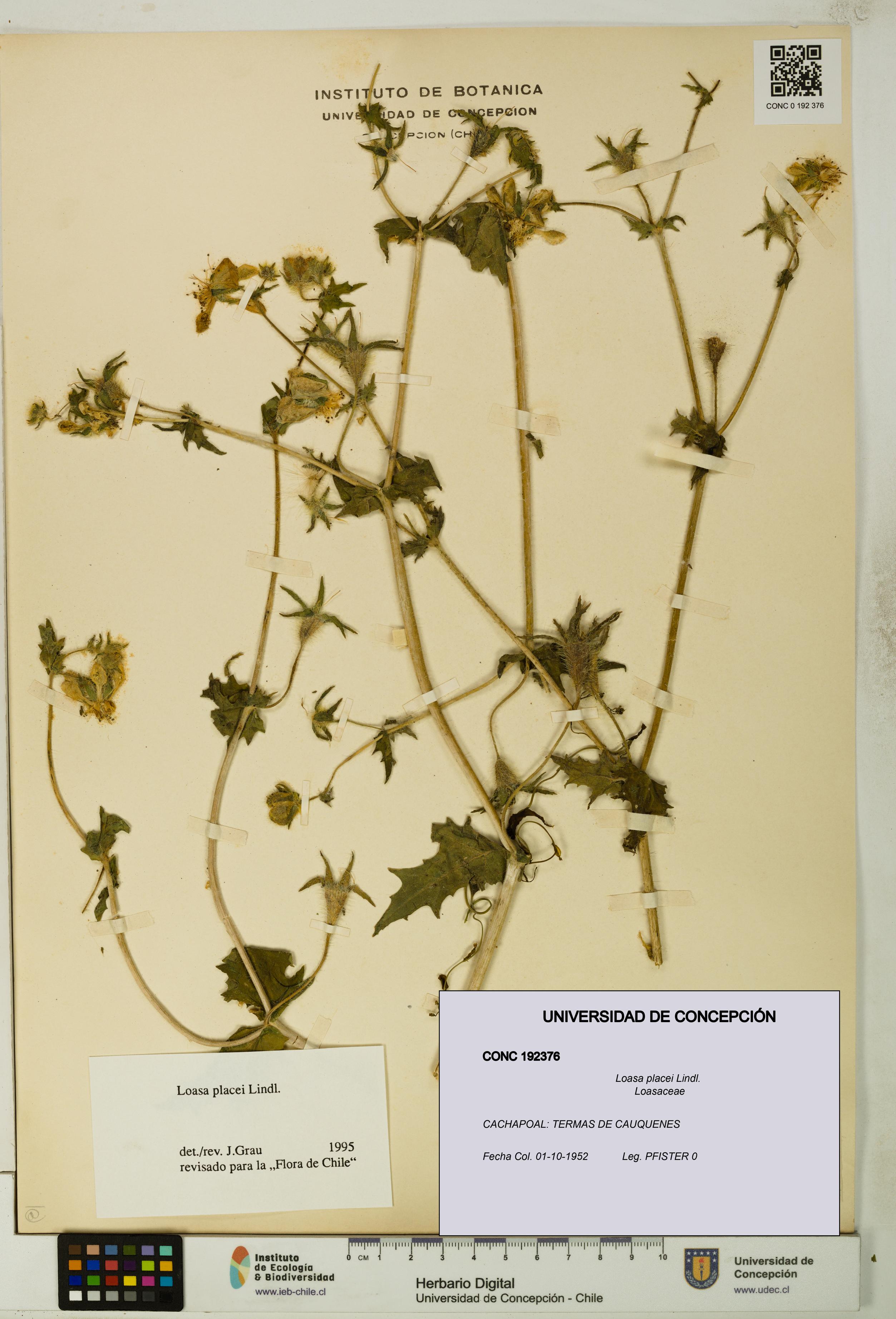 Loasa placei [Espécimen: UDEC:CONC:0192376]