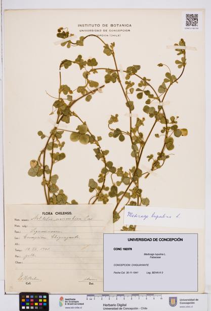 Medicago lupulina [Espécimen: ]
