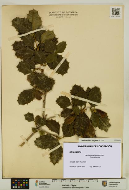 Desfontainia fulgens [Espécimen: UDEC:CONC:0192379]