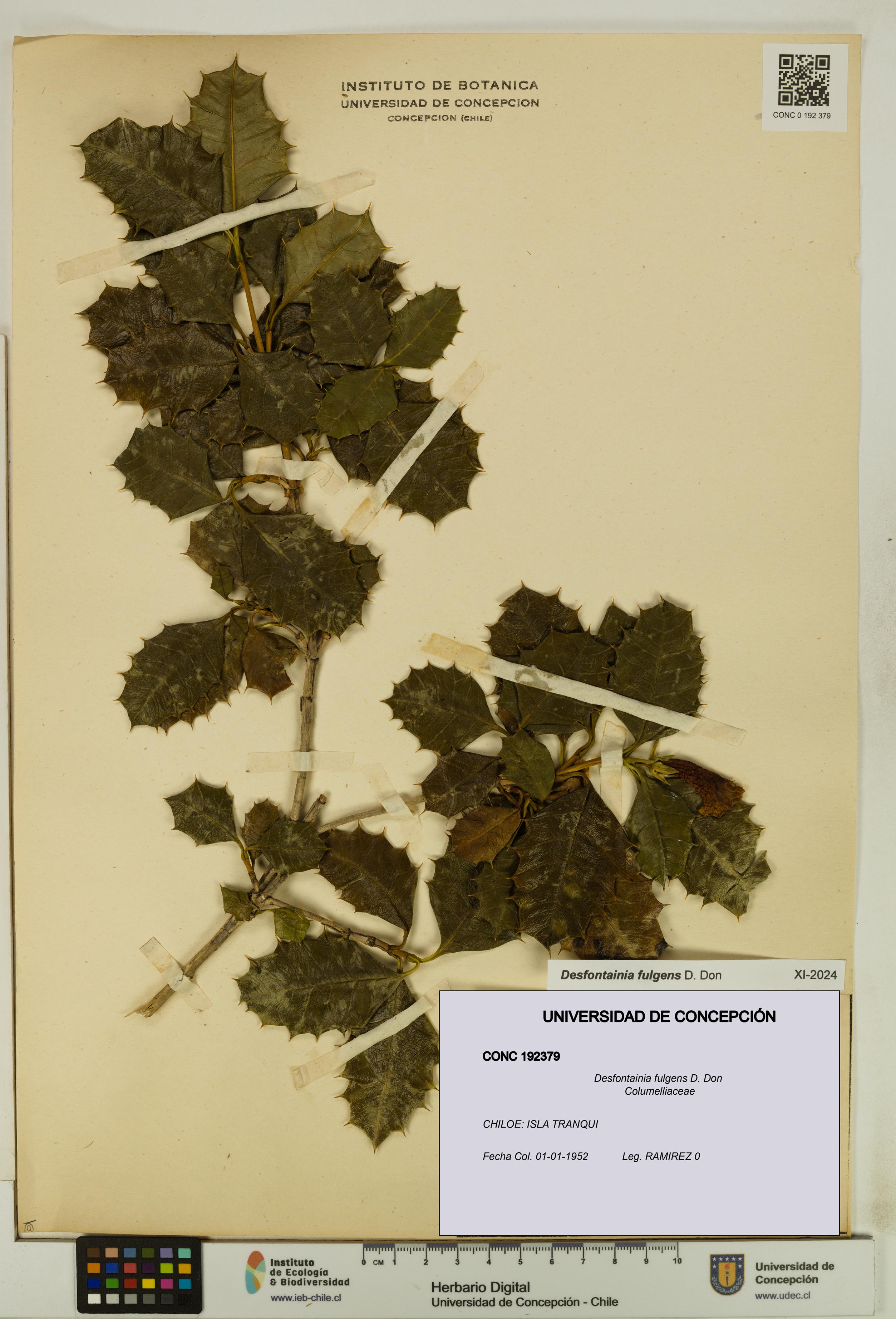 Desfontainia fulgens [Espécimen: UDEC:CONC:0192379]