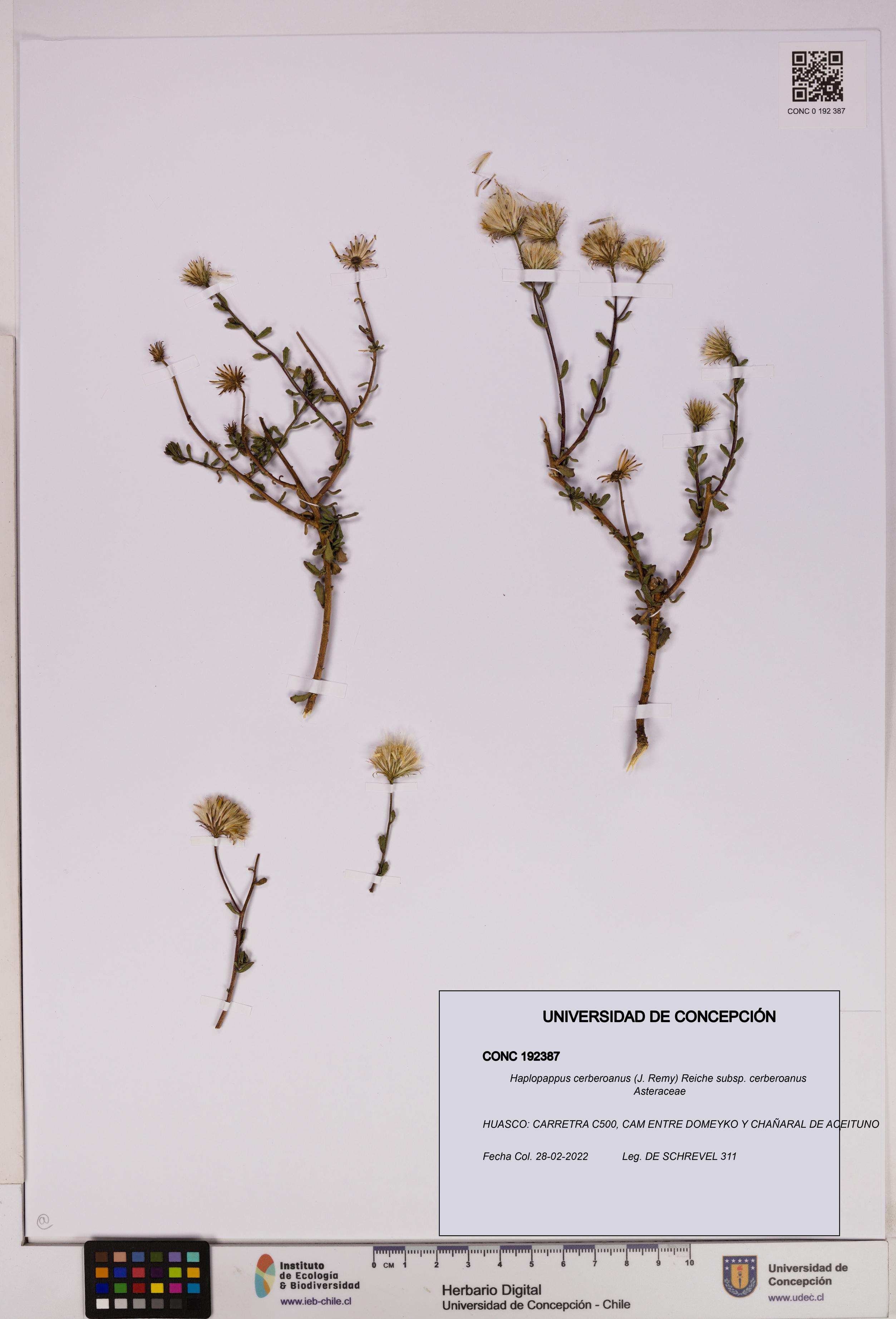 Haplopappus cerberoanus subsp. cerberoanus [Espécimen: UDEC:CONC:0192387]