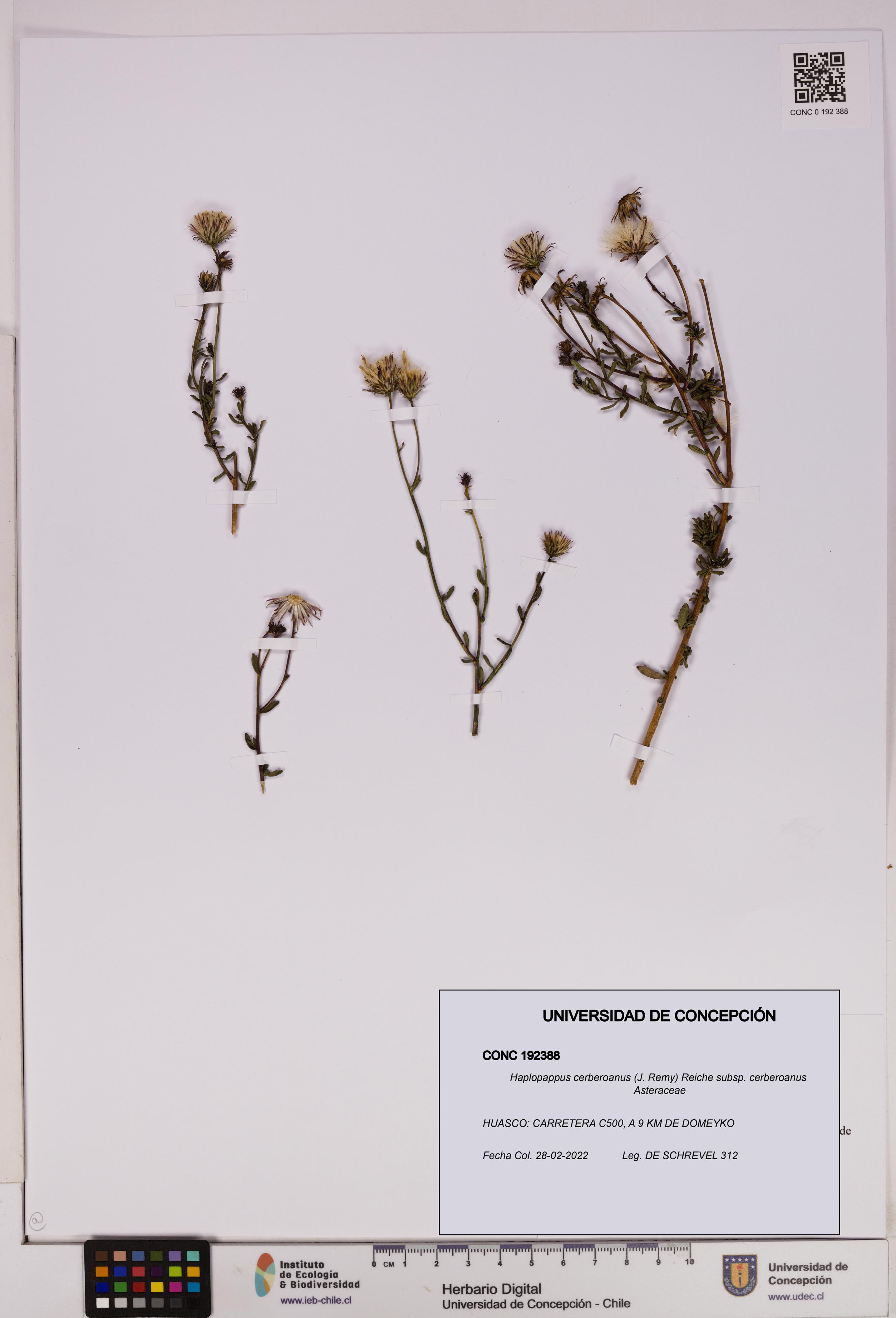 Haplopappus cerberoanus subsp. cerberoanus [Espécimen: UDEC:CONC:0192388]