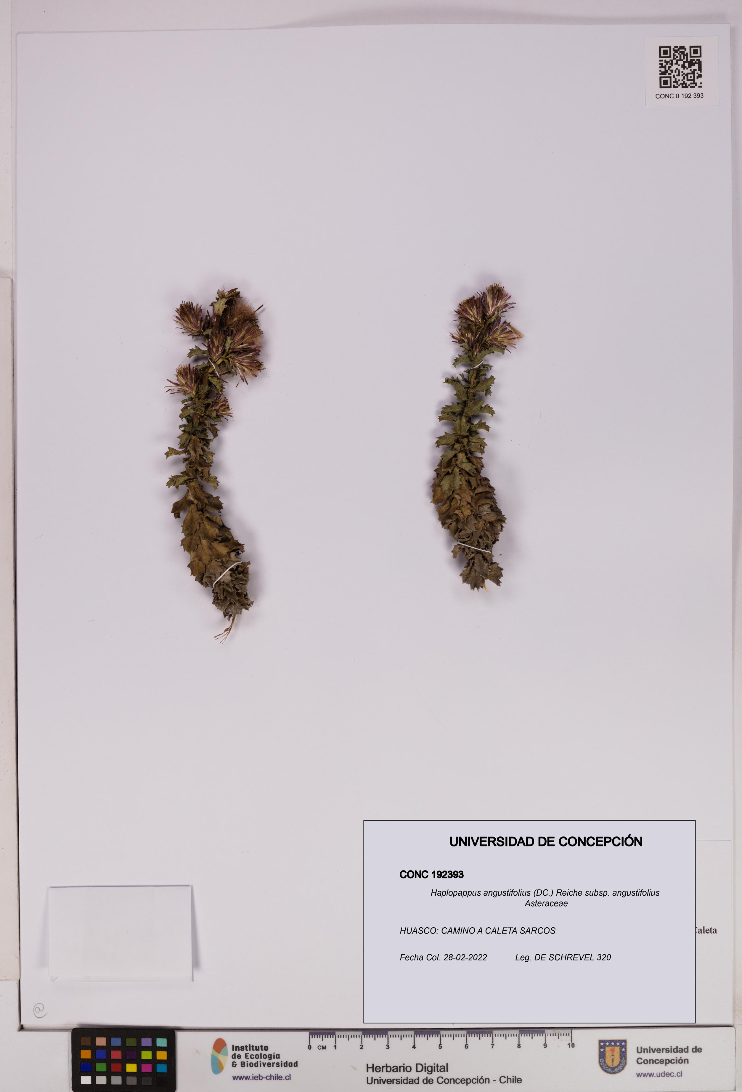 Haplopappus angustifolius subsp. angustifolius [Espécimen: UDEC:CONC:0192393]