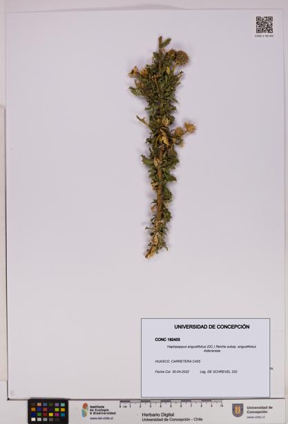 Haplopappus angustifolius subsp. angustifolius [Espécimen: UDEC:CONC:0192403]