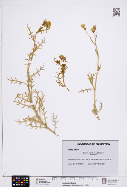 Senecio johnstonianus [Espécimen: ]