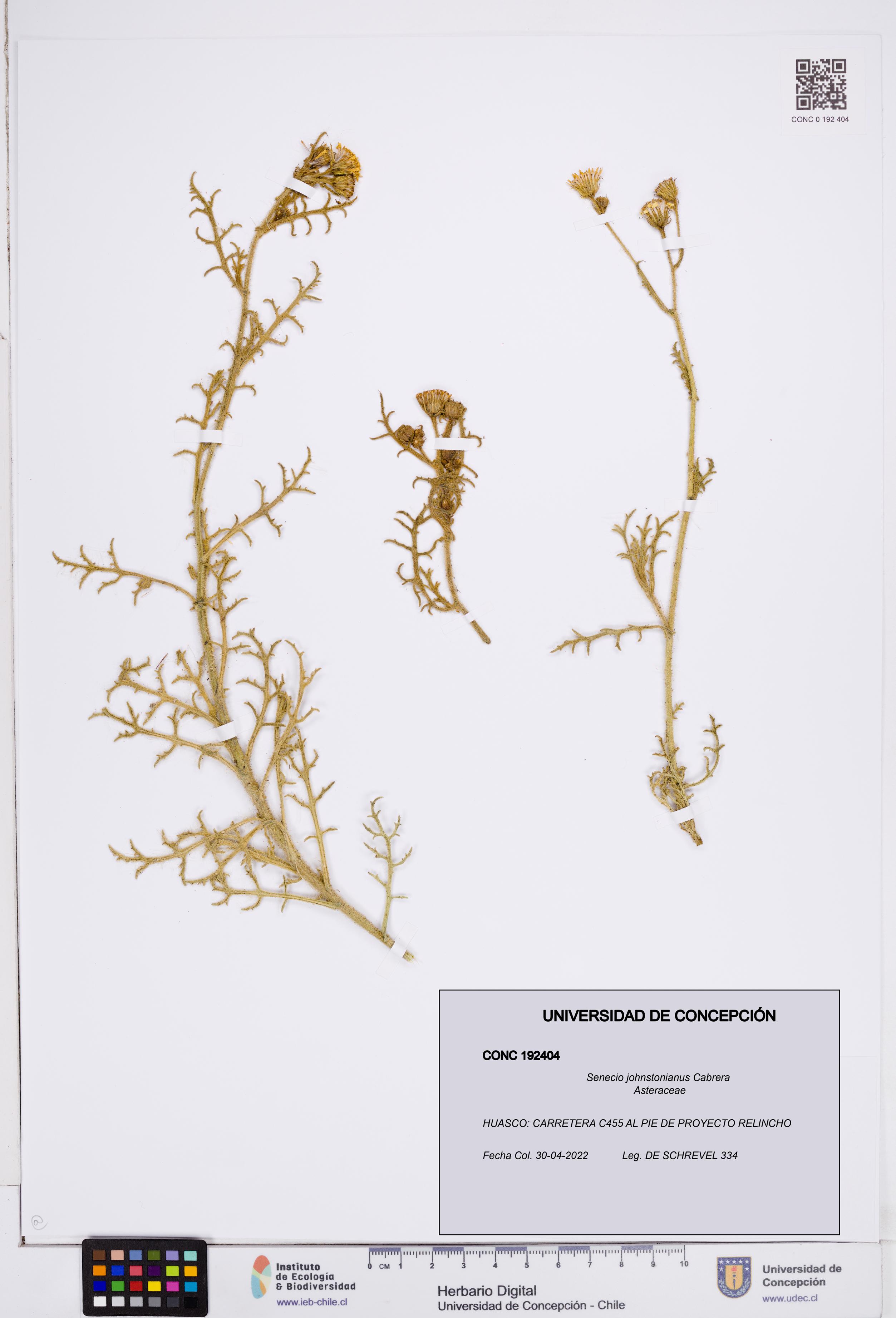 Senecio johnstonianus [Espécimen: ]