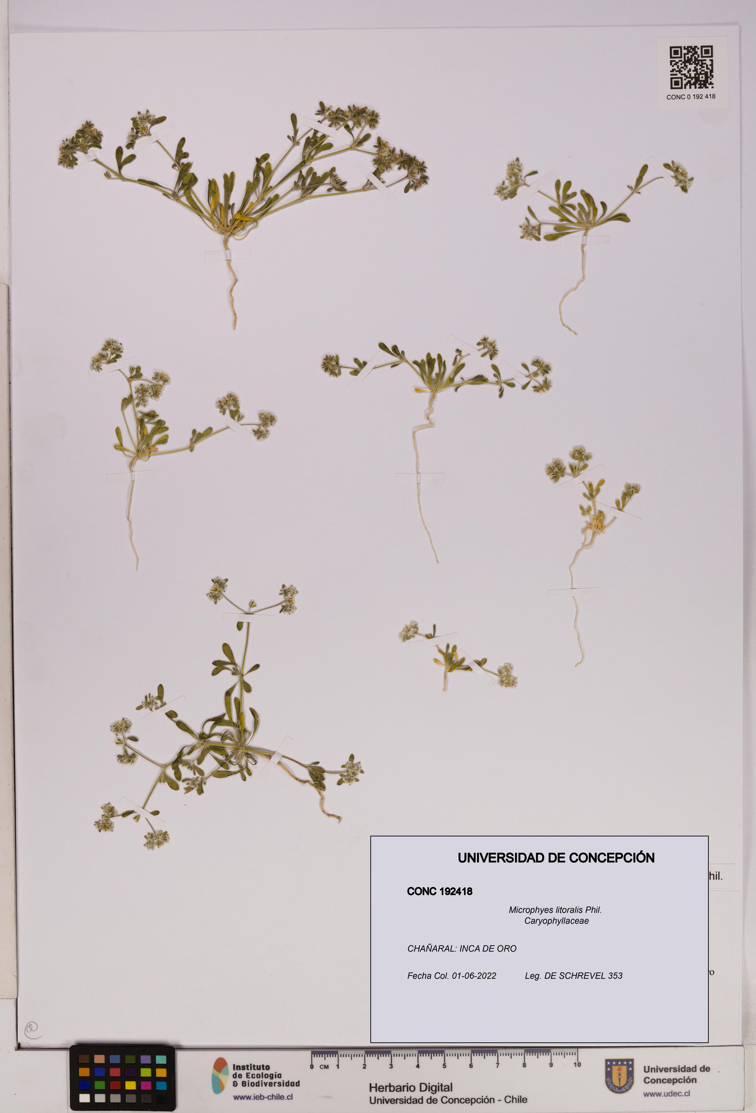 Microphyes litoralis [Espécimen: UDEC:CONC:0192418]