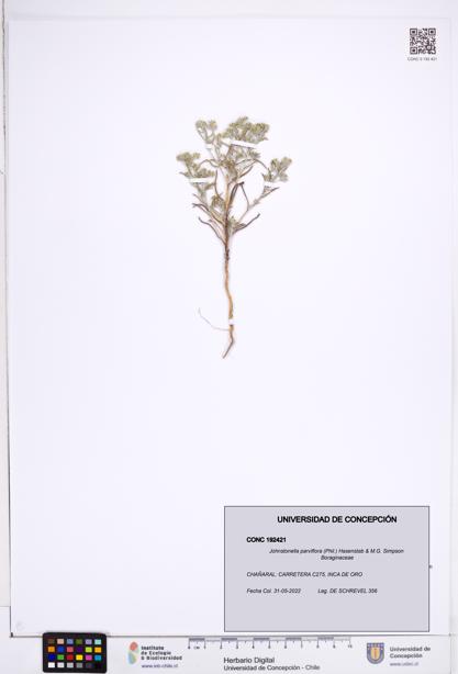 Johnstonella parviflora [Espécimen: ]