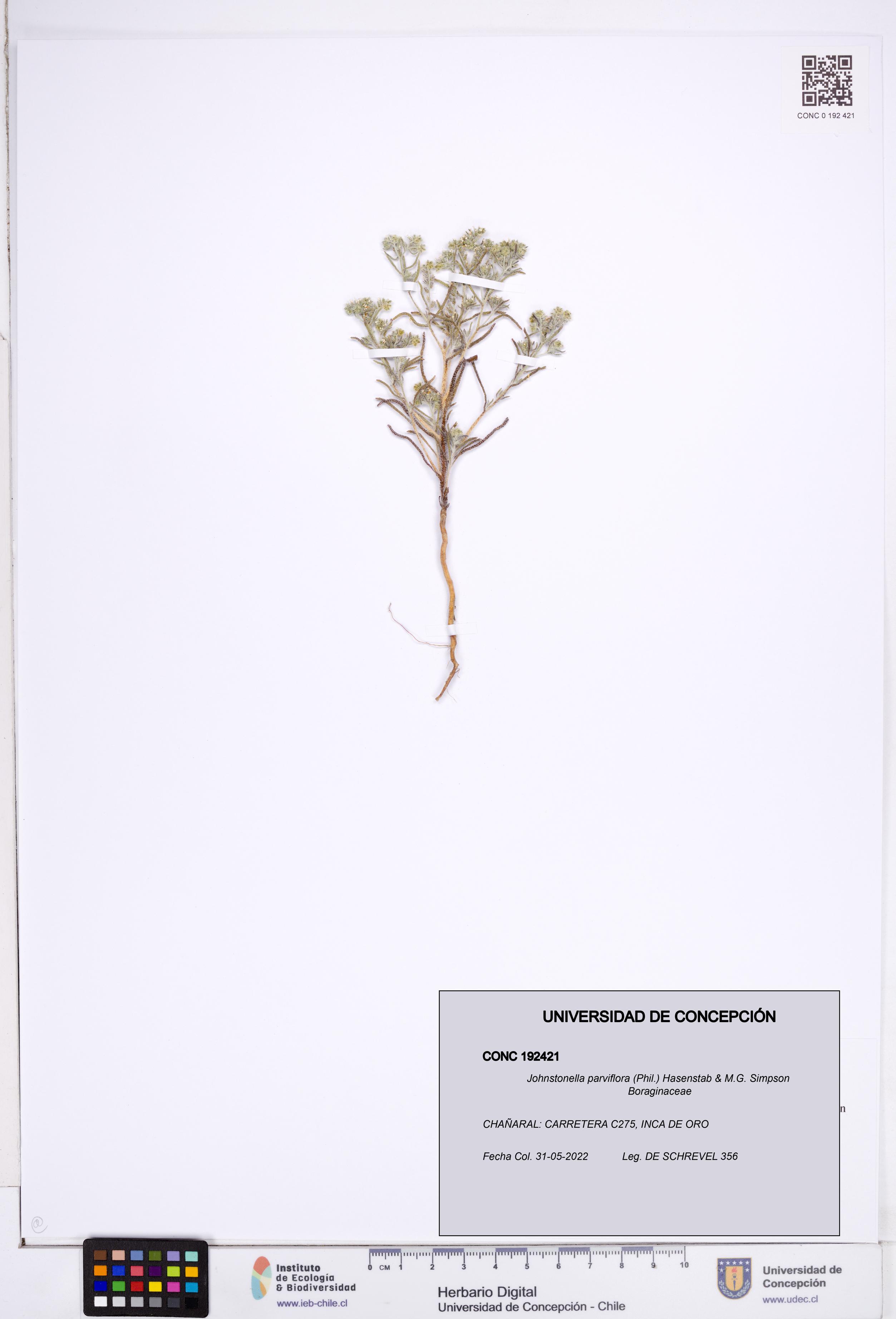 Johnstonella parviflora [Espécimen: ]