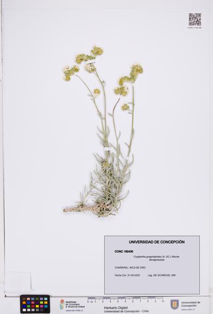 Cryptantha gnaphalioides [Espécimen: ]