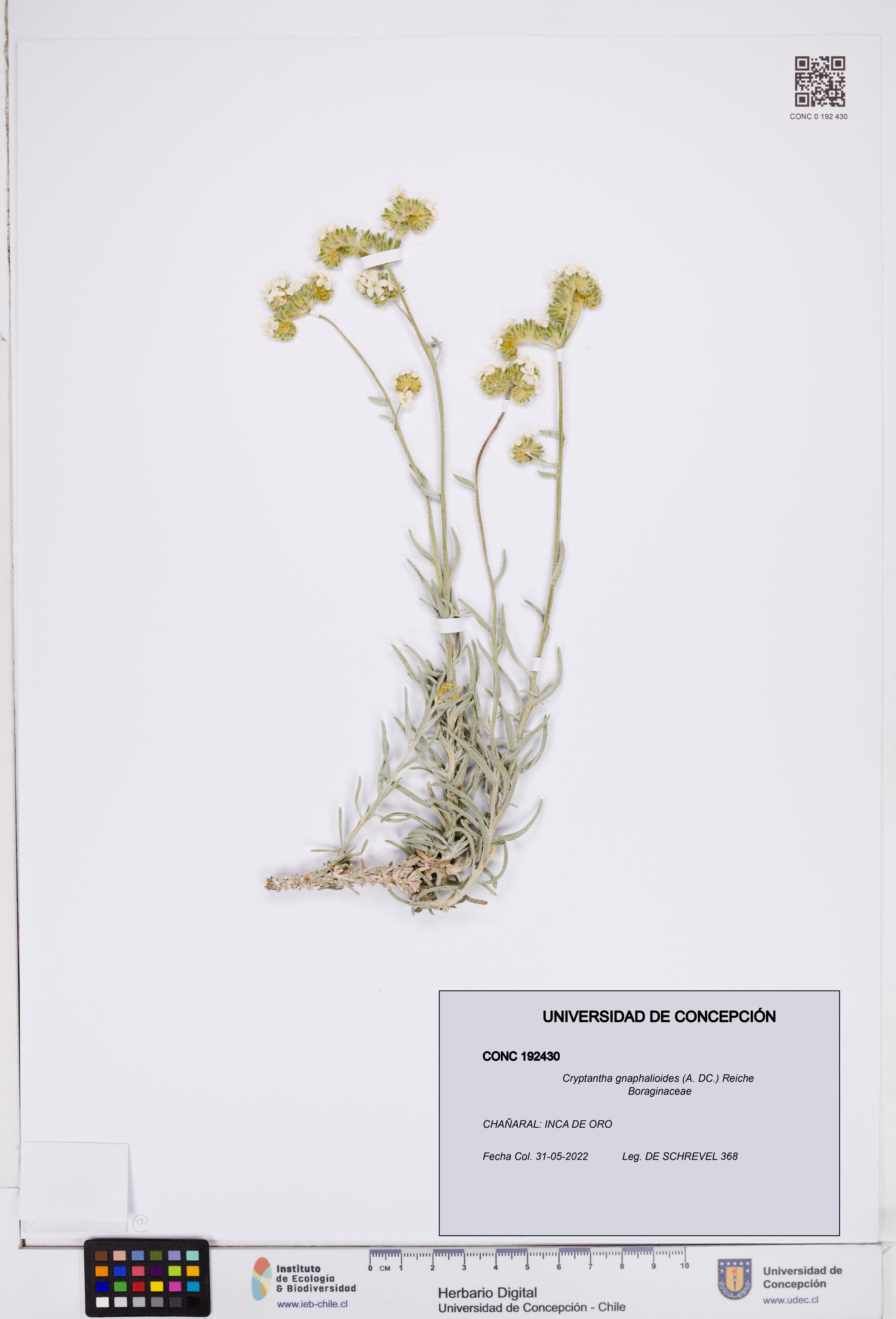 Cryptantha gnaphalioides [Espécimen: ]
