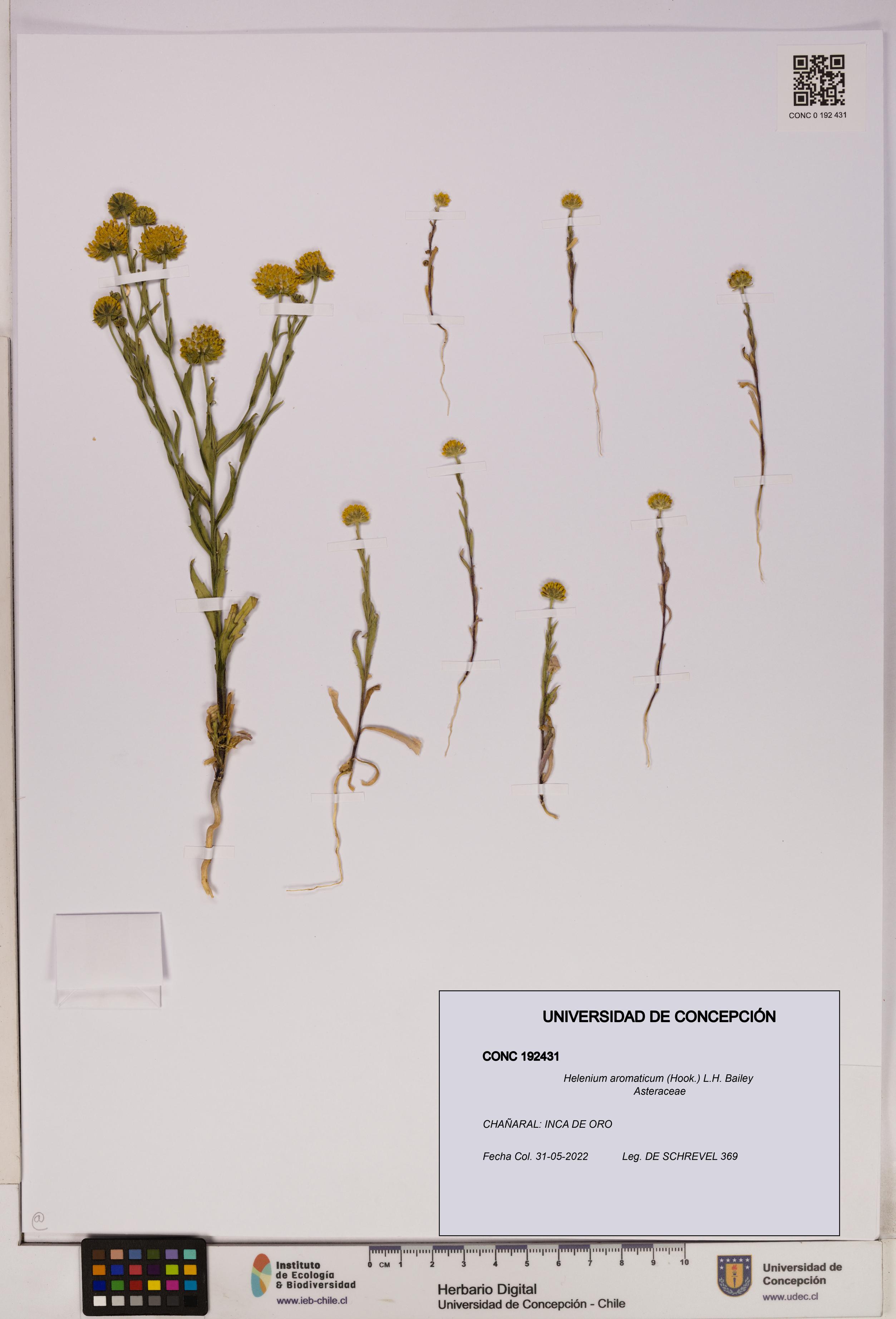 Helenium aromaticum [Espécimen: UDEC:CONC:0192431]