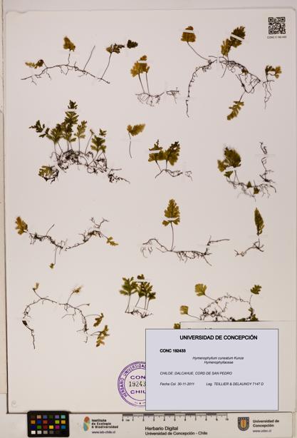 Hymenophyllum cuneatum [Espécimen: UDEC:CONC:0192433]