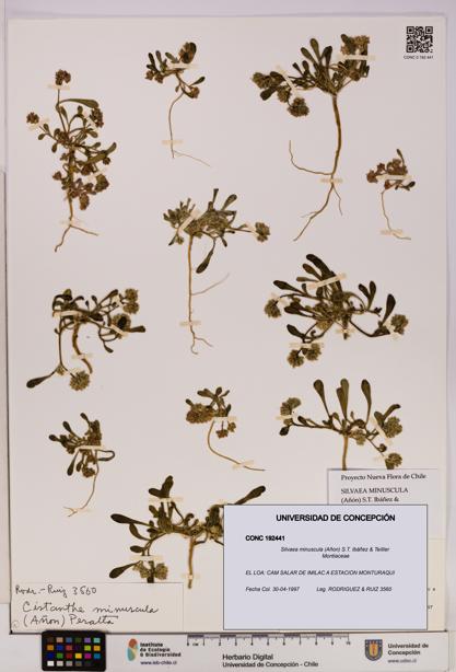 Silvaea minuscula [Espécimen: UDEC:CONC:0192441]