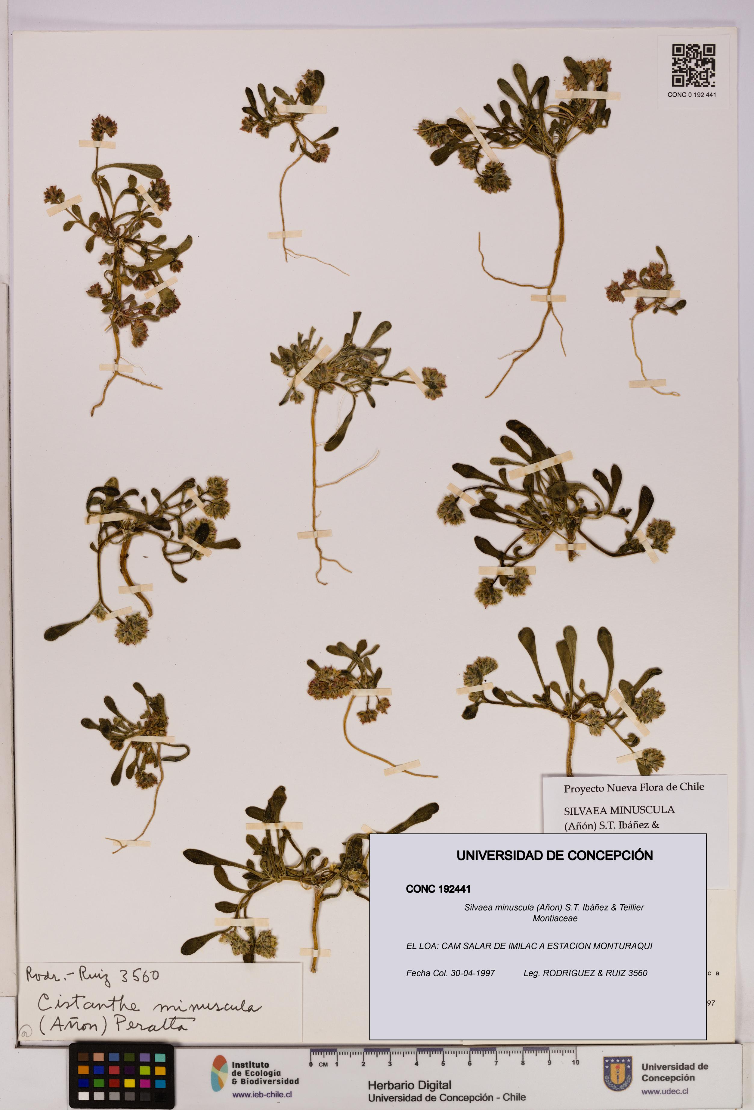 Silvaea minuscula [Espécimen: UDEC:CONC:0192441]