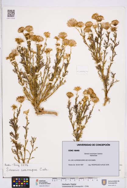 Senecio socompae [Espécimen: ]