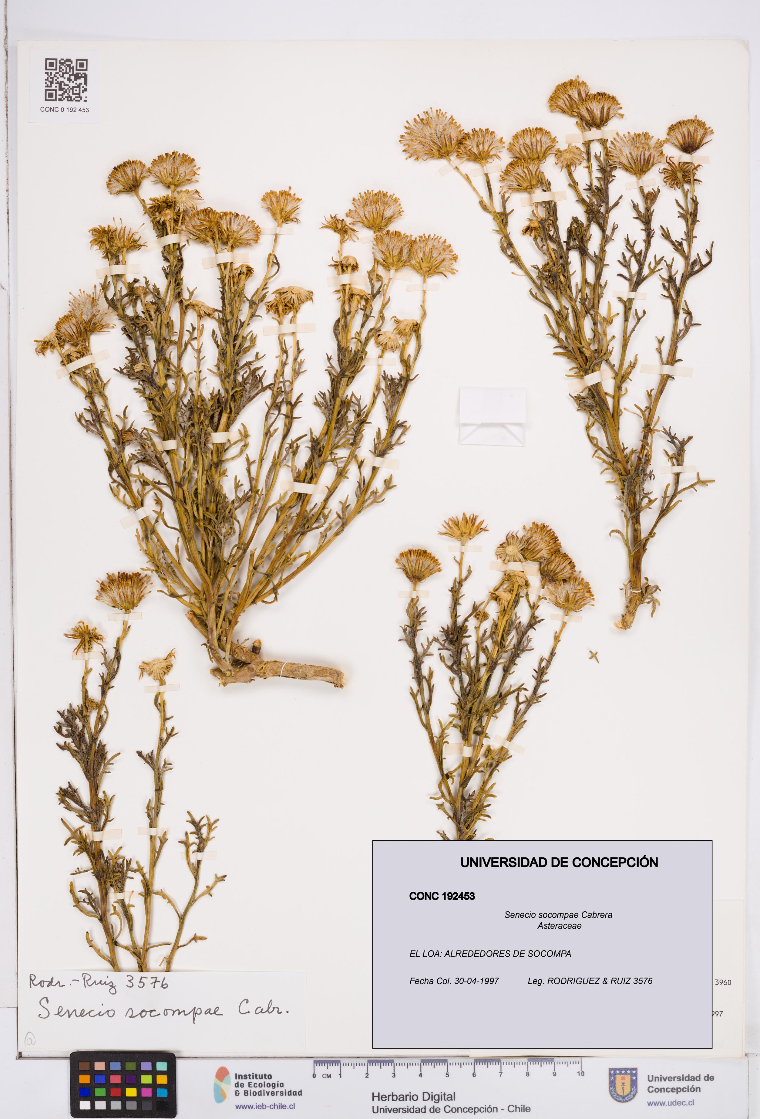 Senecio socompae [Espécimen: ]