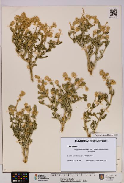 Philippiamra celosioides [Espécimen: ]