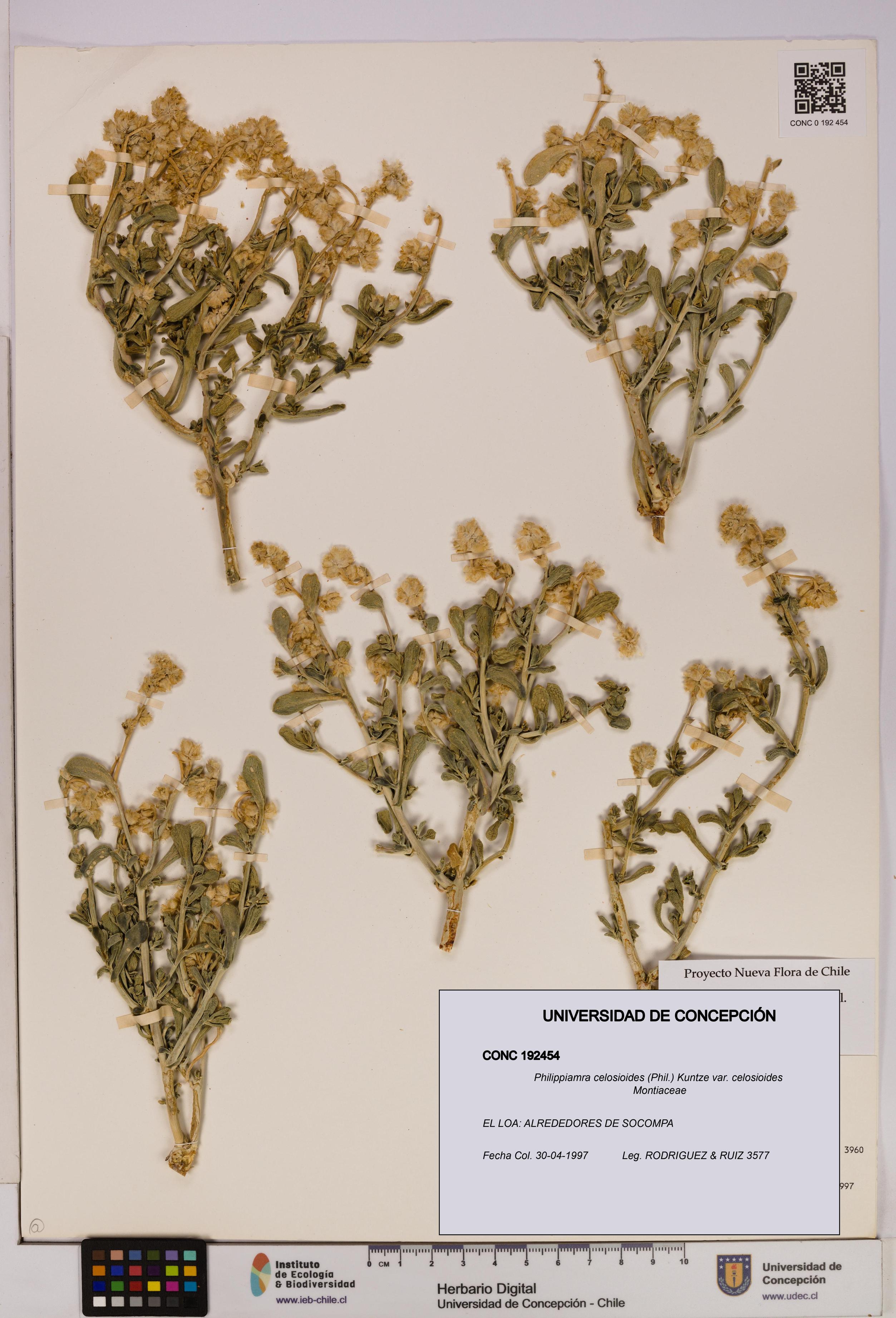 Philippiamra celosioides [Espécimen: ]