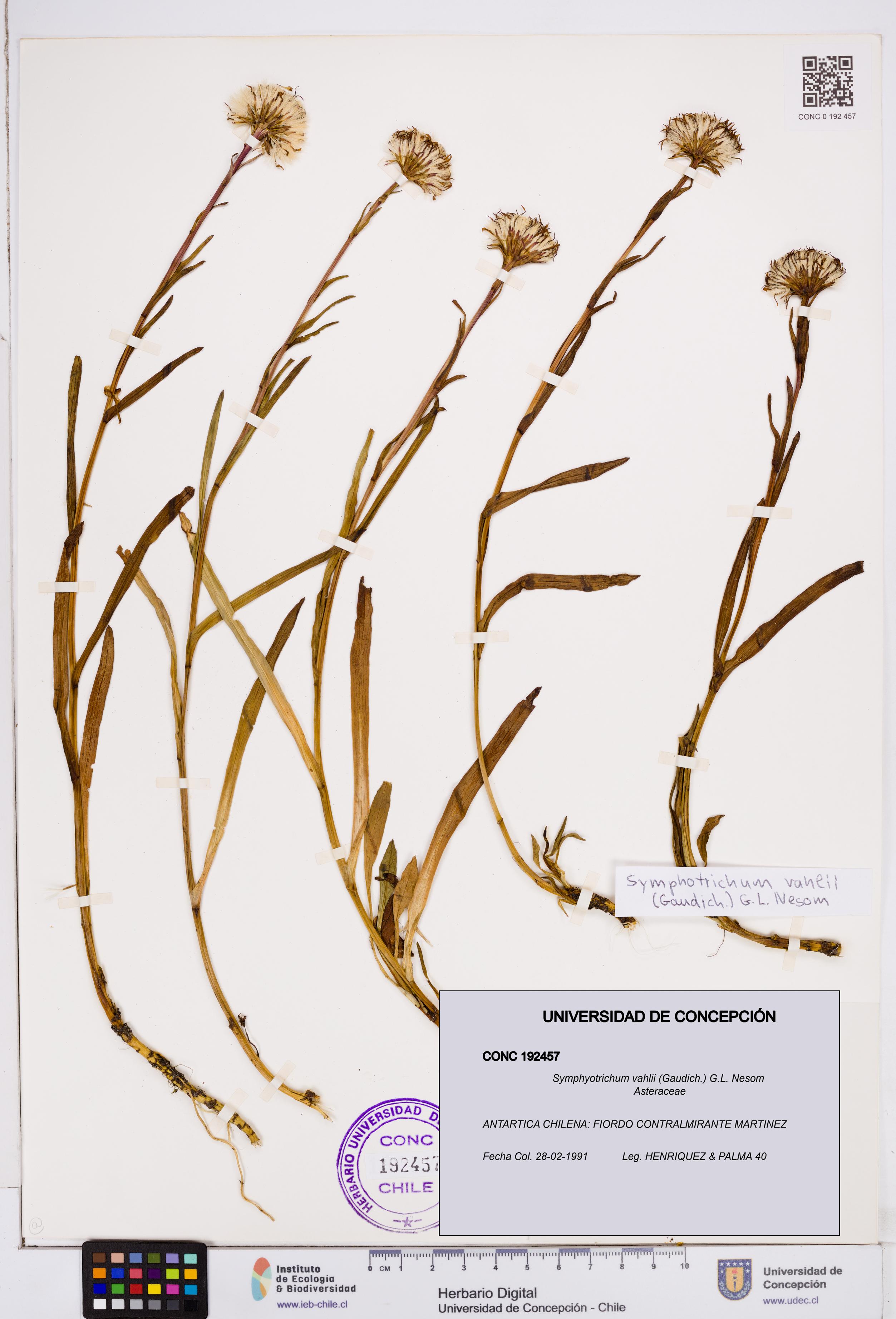 Symphyotrichum vahlii [Espécimen: ]
