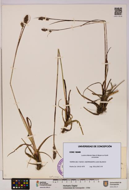 Luzula chilensis [Espécimen: UDEC:CONC:0192460]